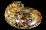 Honey-Orange Ammonite (Argonauticeras) - Befandriana, Madagascar #113119-1